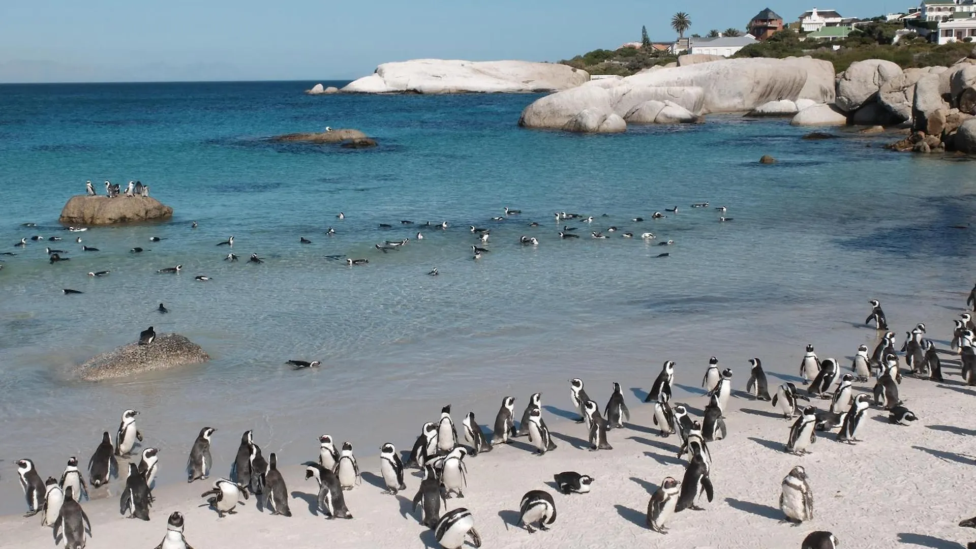 Penguin Haven . Luxury 2 Bedroom, Boulders Beach. Cape Town