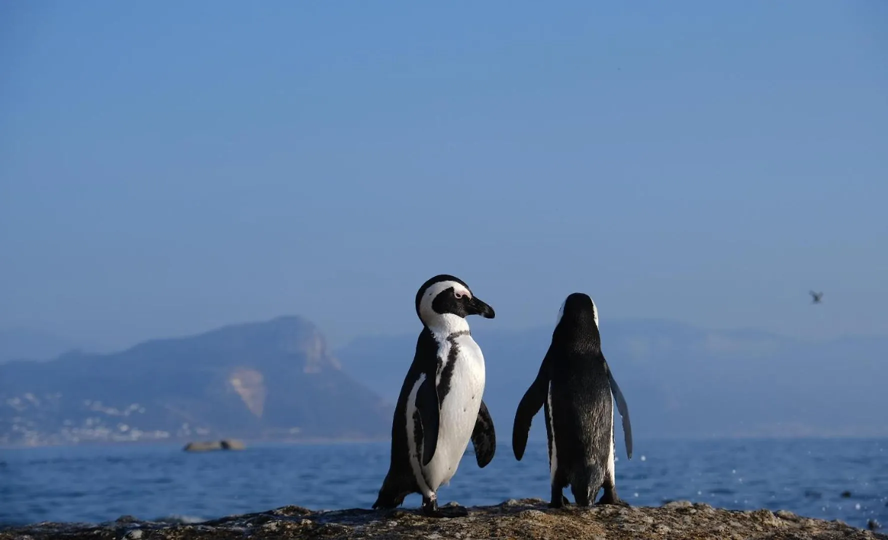 Daire Penguin Haven . Luxury 2 Bedroom, Boulders Beach. Cape Town