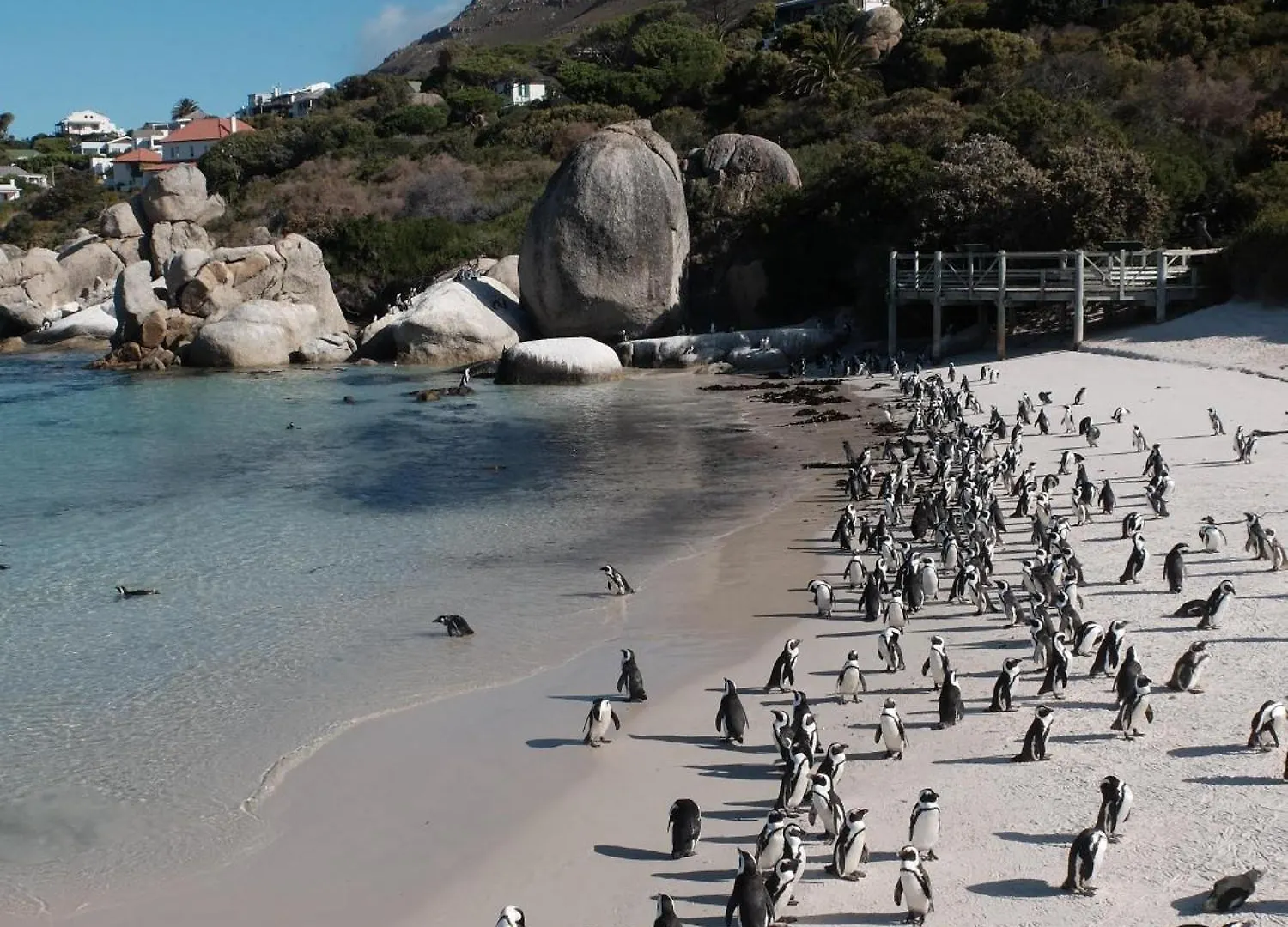 Penguin Haven . Luxury 2 Bedroom, Boulders Beach. Cape Town Daire
